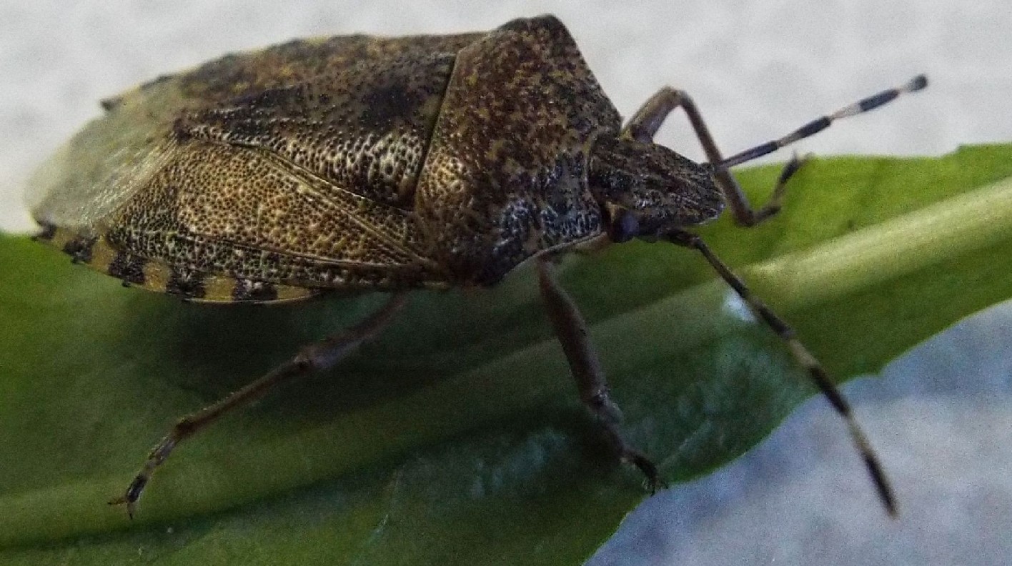 Pentatomidae: Rhaphigaster nebulosa